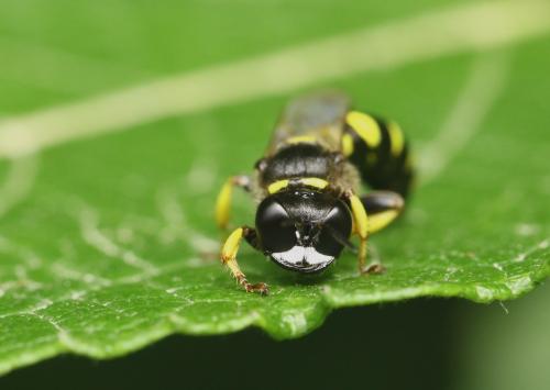 Crabro cribrarius